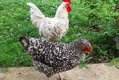 Descrição da raça Kuban vermelha de galinhas