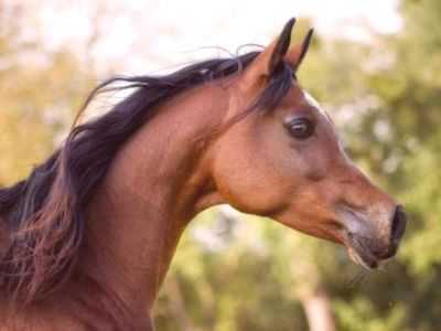 Descrição da raça Terek de cavalos
