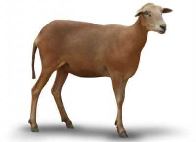Descrição da raça Tsigaysky de ovelhas