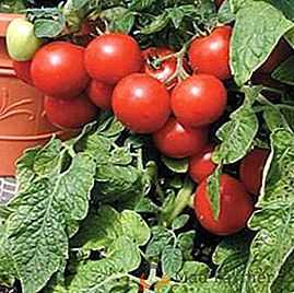 Descrição da variedade de tomate Dubok