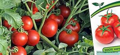 Descrição da variedade de tomate Katya