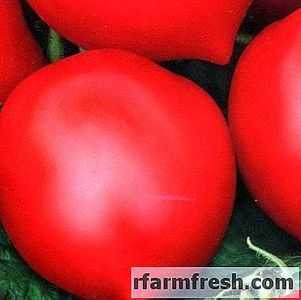 Descrição da variedade de tomates Hali-Gali