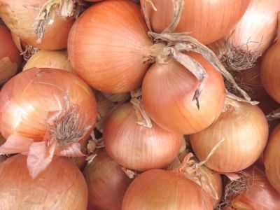 Descrição das variedades de cebolas sturon