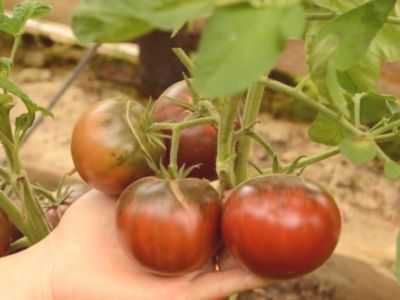 Descrição das variedades de tomate Sakhalin