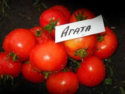 Descrição de Ágata de Tomate