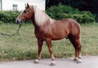 Descrição de cavalos de raça russa