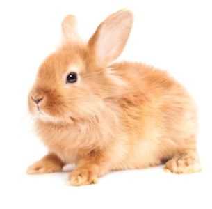 Descrição de coelhos de raça doméstica
