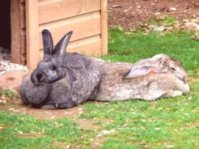 Descrição de coelhos gigantes