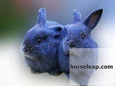 Descrição de coelhos Hiplus