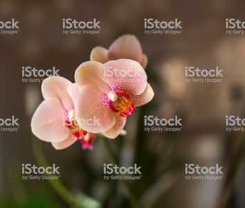 Descrição de orquídea manchada