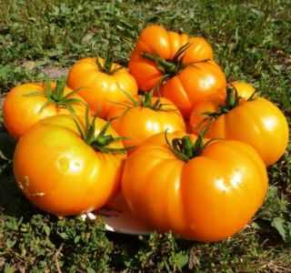 Descrição de tomate laranja gigante