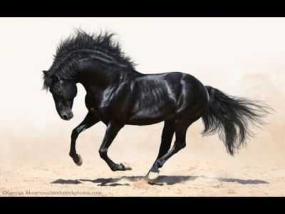 Descrição do cavalo preto