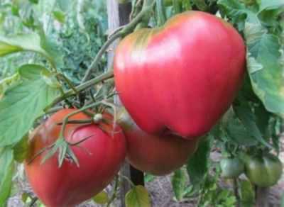 Descrição do tomate Batyan