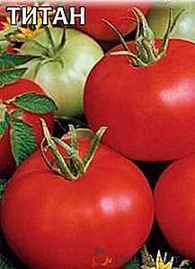 Descrição do tomate Cosmonauta Volkov
