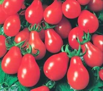 Descrição do tomate pêra vermelho