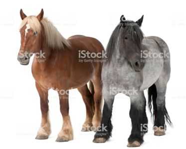 Descrição dos cavalos da raça Brabancon