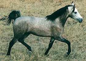 Descrição e características da égua