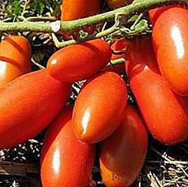 Descrição e características das variedades de tomate Troika siberiana