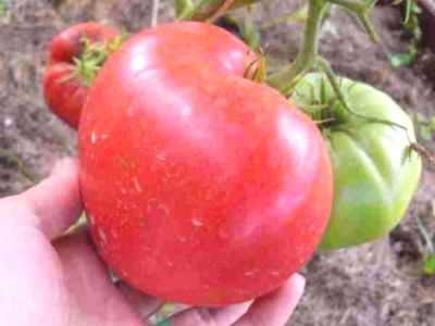 Descrição e características das variedades de tomate Volovye Heart