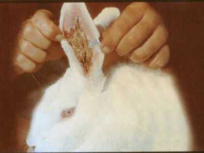 Doença da orelha de coelho