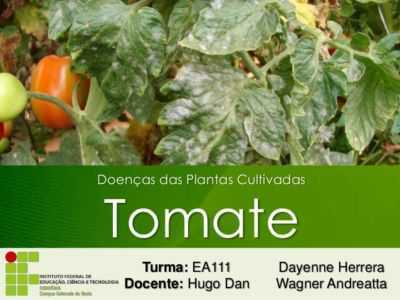 Doenças e pragas de mudas de tomate e seu tratamento