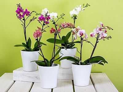 Escolhendo um vaso para orquídeas