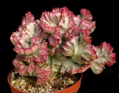 Euphorbia Laktey Kristata – como cuidar em casa