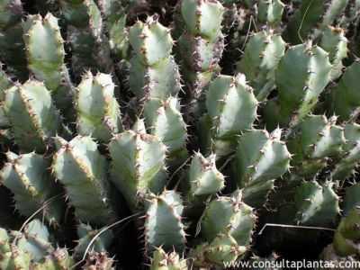 Euphorbia Resiniferous – como cuidar de uma planta