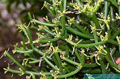 Euphorbia Tirucalli – planta despretensiosa