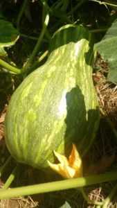 Fatos interessantes sobre Melon Pumpkin