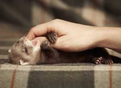 Ferret Care at Home