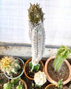 Gordura decorativa de Euphorbia