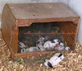 Hora de pequenos coelhos saírem do ninho