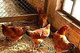 Instalação de ventilação no galinheiro