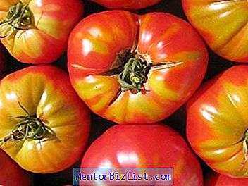 Instruções de uso de fitosporina para tomates