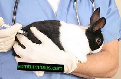 Instruções sobre a vacina Rabbivac V para uso em coelhos