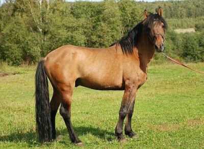 Karachaevskaya raça de cavalos caucasianos