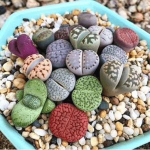 Lithops ou pedras de flores – dicas de cultivo