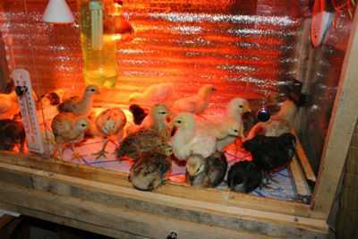 Manter galinhas nos primeiros dias de vida