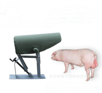 O princípio da inseminação artificial de porcos
