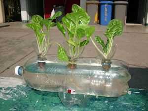 O princípio de cultivar cebolas usando hidroponia