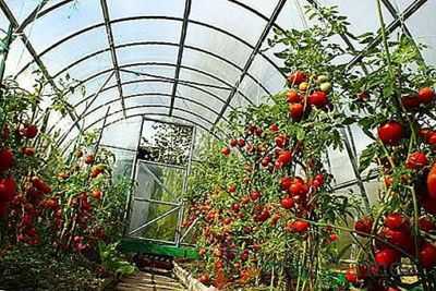 O princípio de plantar tomates em uma estufa