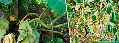 O que é a murcha fusarium de pepinos e como tratá-la