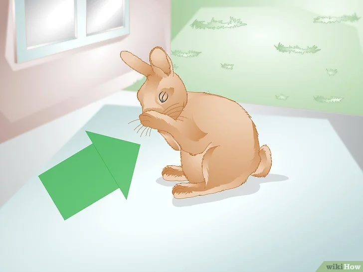 O que fazer se o coelho tiver pernas traseiras ou dianteiras