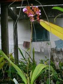 Orquídeas sem caule de flor