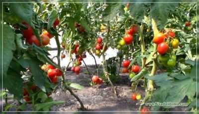 Os benefícios do nitroammophoski para tomates