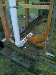 Poleiro DIY para galinhas – instrução simples