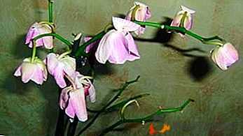 Por que as flores da orquídea murcham?