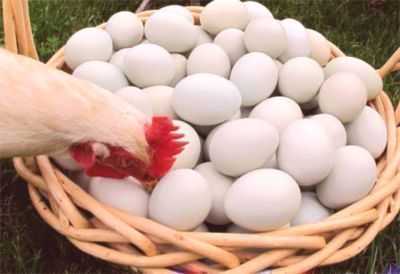Por que as galinhas bicar ovos e como lidar com isso