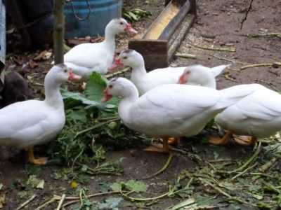 Por que os patos podem beliscar as penas um do outro